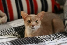 image of abyssinian #34