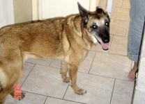 image of malinois