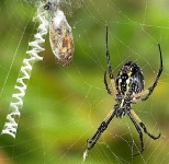 image of black_and_gold_garden_spider