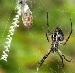 image of black_and_gold_garden_spider #33