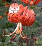 image of flower
