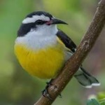 image of bananaquit #21