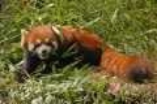 image of lesser_panda