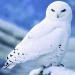 image of bird