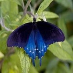 image of animal