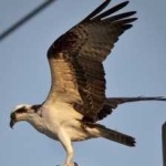 image of bird