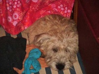 image of irish_terrier
