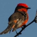 image of bird