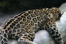 image of jaguar_car