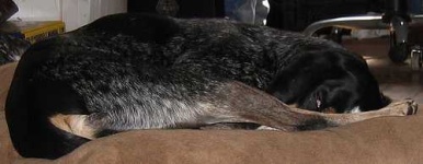 image of bluetick