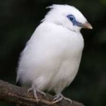 image of bird