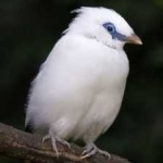 image of bali_starling #26