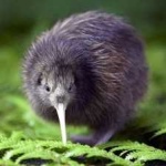 image of bird