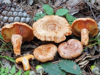 image of mushrooms