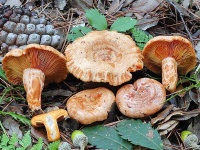 image of lactarius #16