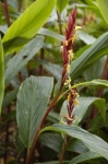 image of flower