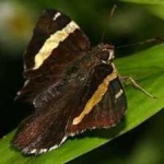 image of banded_butterfly #80