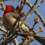 image of bird
