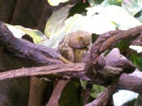 image of marmoset
