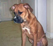 image of boxer