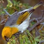image of bird