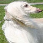 image of animal