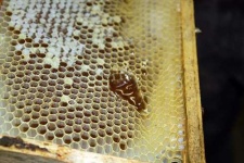 image of apiary
