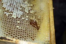 image of apiary #19