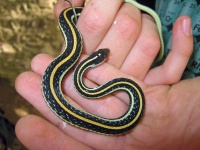 image of animal