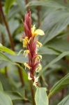 image of flower