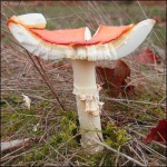 image of mushroom