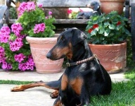 image of doberman