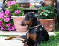 image of doberman #7