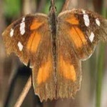 image of animal