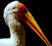 image of black_stork