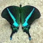 image of animal
