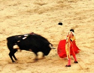 image of animal