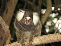 image of marmoset