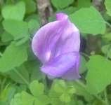 image of flower