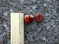 image of acorn #31