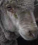 image of animal