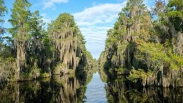 image of swamp