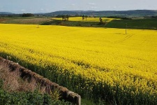 image of rapeseed