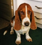 image of basset