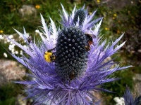 image of alpine_sea_holly #18