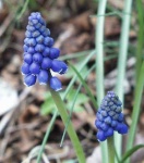 image of grape_hyacinth #11