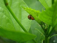 image of leaf_beetle