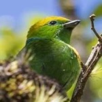 image of bird