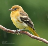 image of oriole