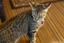 image of egyptian_cat